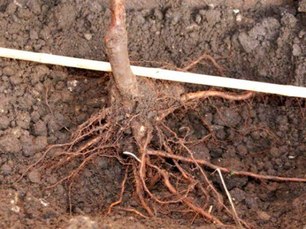 Как навсегда избавиться от корней в огороде не спиливая деревья